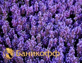 Лаванда. Свойства. Применение.