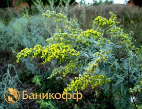 Весной и аллергия «цветёт» 