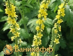 Репешок – почти панацея